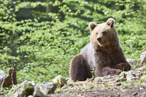 Ours brun<br>NIKON D4, 300 mm, 1800 ISO,  1/250 sec,  f : 5.6 